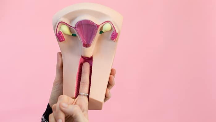 How to Measure Your Cervix: Finger inserted into the vaginal canal of an anatomical model of the uterus and vagina